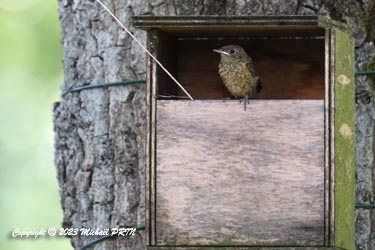 Dernier jour au nid...