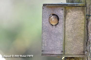 L'inspection des nichoirs commence