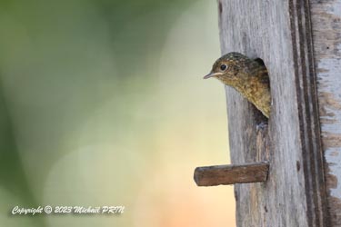 Dernier jour au nid...