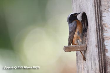 3 semaines après, une 2ème nichée commence dans le même nichoir....
