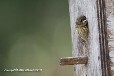 ... et 5 nouveaux petits découvrent le monde extérieur....