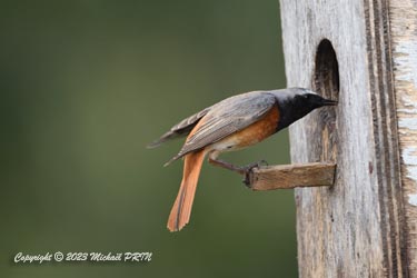 Le mâle s'assure que ce bon vieux nichoir convient toujours à sa femelle