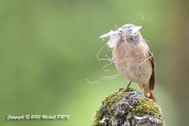 Une fois validé, la femelle se met au travail
