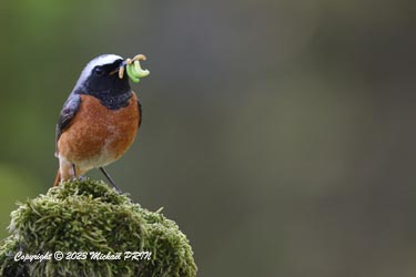 Nourrissage des petits