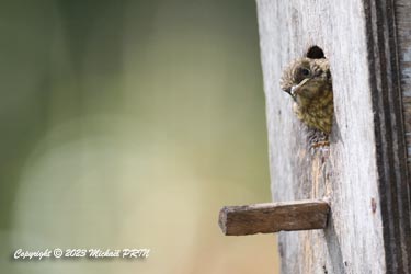 Presque 1 mois après, un petit cède à la curiosité du monde extérieur...