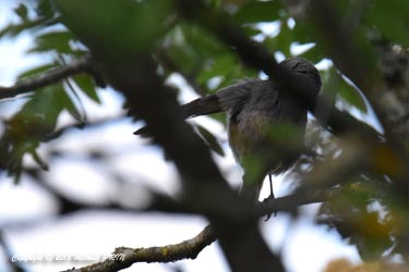 Rouge queue noir femelle