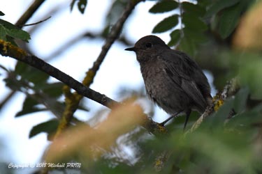 Rouge queue noir femelle