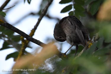 Rouge queue noir femelle