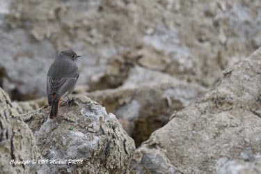 Rouge queue noir femelle