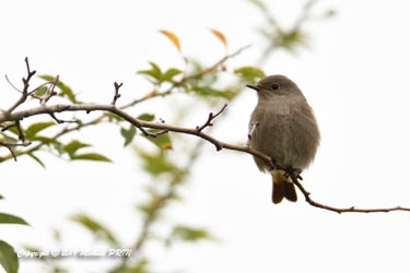 Rouge queue noir femelle