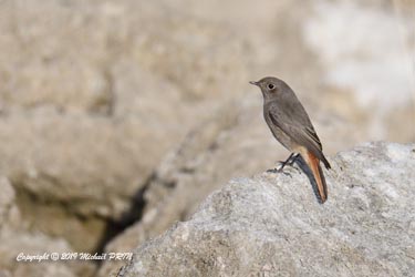 Rouge queue noir femelle