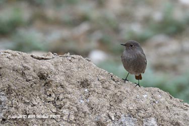 Rouge queue noir femelle