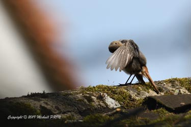 Rouge queue noir femelle