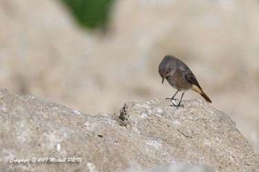Rouge queue noir femelle