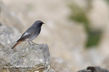 Rouge queue noir mâle