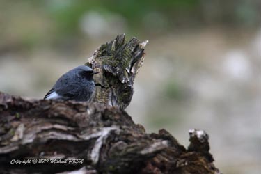 Rouge queue noir mâle