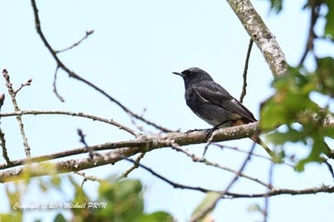 Rouge queue noir mâle