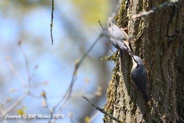 Dès février, le couple se forme après que la femelle sittelle accepte l'offrande de son futur partenaire
