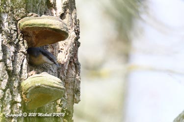 Après un peu plus d'une semaine de labeur, l'entrée est enfin à la bonne taille