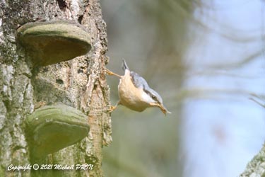 Il ne reste plus qu'à garnir le nid d'écorces de résineux