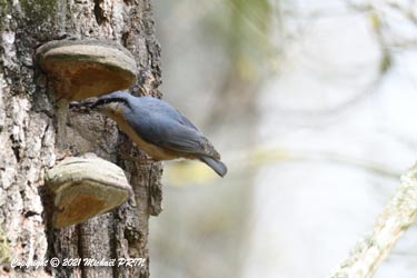 Le mâle ravitaille la femelle pendant qu'elle couve