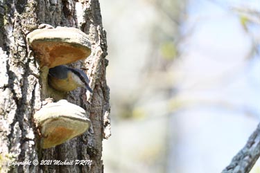 La femelle sort quelques minutes pour se dégourdir