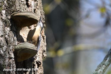Etrange parade du mâle qui danse en faisant vibrer ses ailes durant une dizaine de minutes