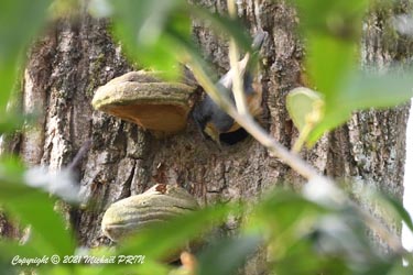 Une fois la cavité de nidification choisie, le travail de façonnage propre à cette espèce commence