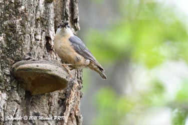 La sittelle consolidera le tour de l'entrée avec de la boue pendant toute la période de nourrissage
