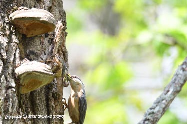 Moment rare de transmission de nourriture