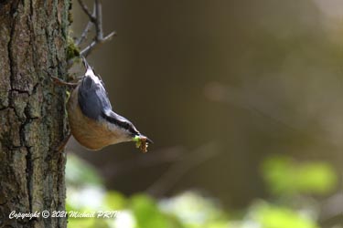 Beaucoup d'insectes en cette période, les sittelles n'ont pas à aller bien loin