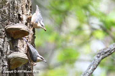 L'un apporte de la nourriture pendant que l'autre maçonne