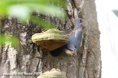 La femelle sittelle récolte de la boue pour adapter l'ouverture à sa taille
