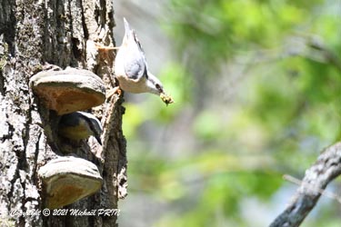 J'ai pu assister à beaucoup de va-et-vient, mais malgré mon assuidité, je raterais l'envol des petits...
