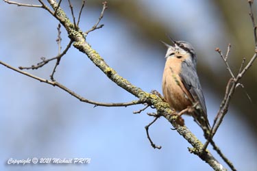 Pendant ce temps, le mâle chante pour revendiquer son territoire