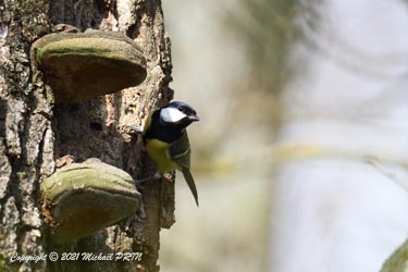 Profitant de l'absence des sittelles, une mésange charbonnière tente de s'approprier la cavité