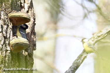 Le façonnage avançant vite, la mésange ne parvient pas à rentrer