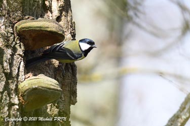Ce couple devra trouver un autre endroit pour nicher