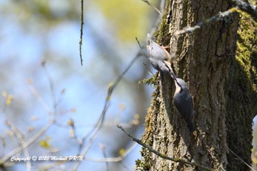 Offrande du mâle à la femelle