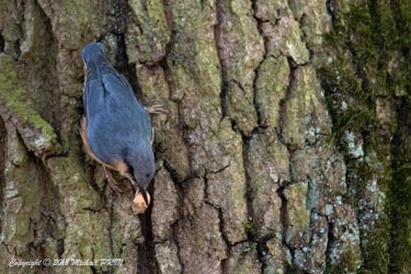 La sittelle coince sa prise dans une anfractuosité pour l'ouvrir à coup de bec