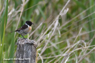 Tarier de Siberie mâle