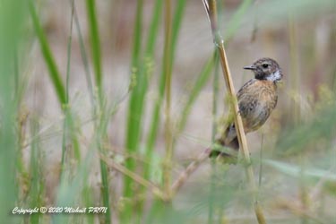 Tarier de Siberie femelle
