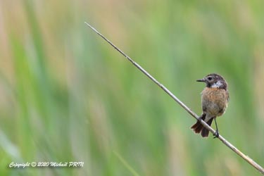 Tarier de Siberie femelle