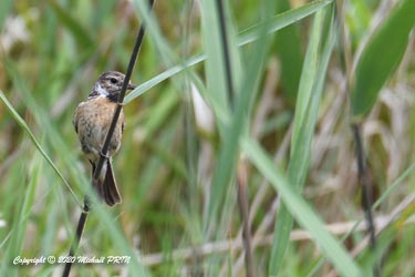 Tarier de Siberie femelle