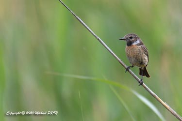 Tarier de Siberie femelle