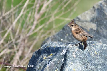 Tarier pâtre femelle