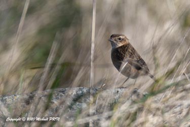 Tarier pâtre femelle