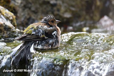 Pinson des arbres (mâle)