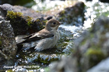 Gobemouche noir (femelle)