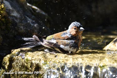 Pinson des arbres (mâle)